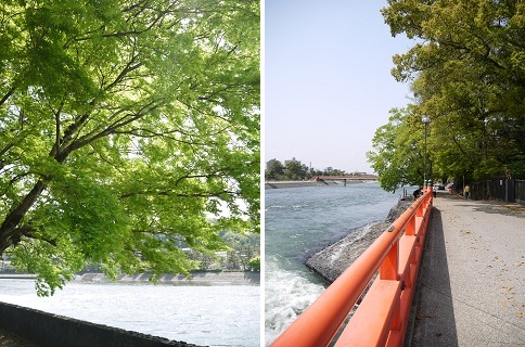 お茶の香り漂う街 ~ 京都・宇治 ~_c0235725_19581880.jpg