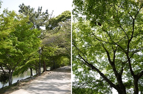 お茶の香り漂う街 ~ 京都・宇治 ~_c0235725_202276.jpg