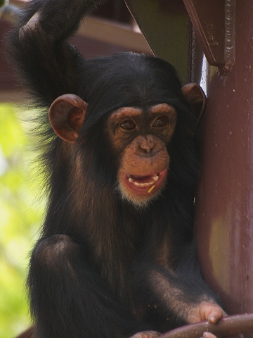 動物園_c0077531_2327723.jpg