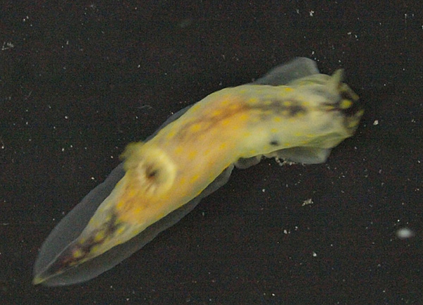 c0193735_441549.jpg