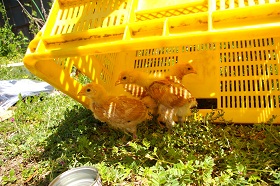 ＊くるくるにがむて_a0030038_702618.jpg