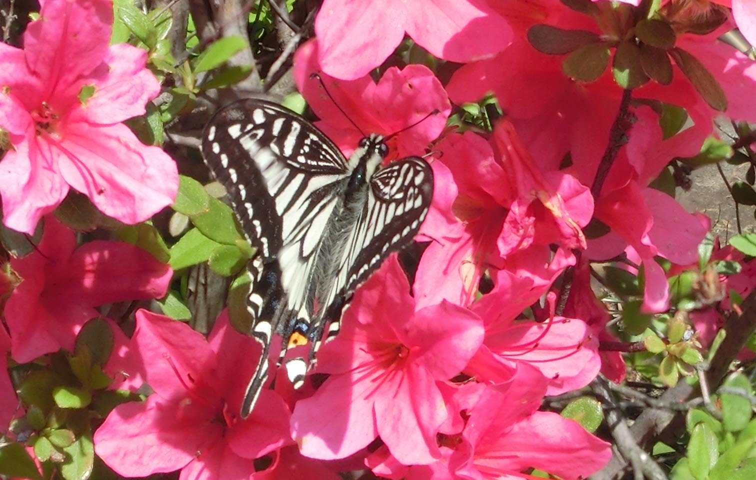 春のチョウ_b0047738_1037910.jpg