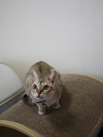 猫のお友だち シナモンちゃんプーちゃんとのくん編。_a0143140_21562374.jpg