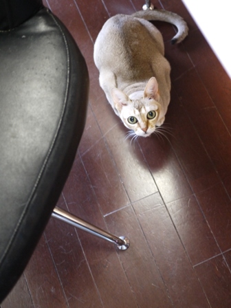 猫のお友だち シナモンちゃんプーちゃんとのくん編。_a0143140_21584789.jpg