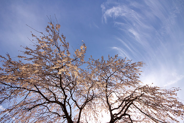 但馬桜行脚ファイナル　～枝垂れ桜～_c0067040_19121326.jpg