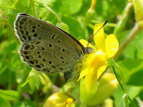 ヤマトシジミ　　今朝の近所で、高知出発前に・・・_d0254540_9185114.jpg