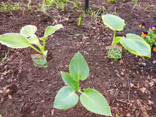 ギボウシ植え付けた 他今日の購入苗 たのしい園芸 ギボウシ植え付けた 他今日の購入苗 たのしい園芸
