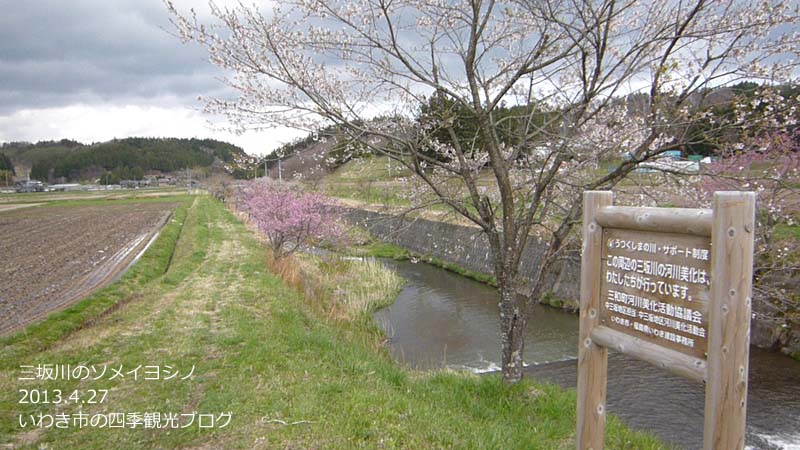 4月27日（土）　三和地区の桜の様子_f0105342_16313154.jpg