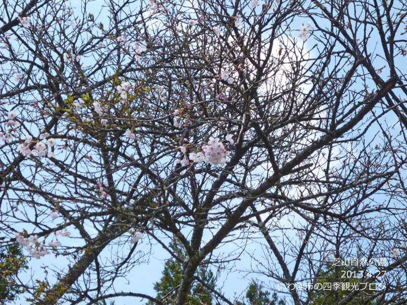 4月27日（土）　三和地区の桜の様子_f0105342_16503068.jpg