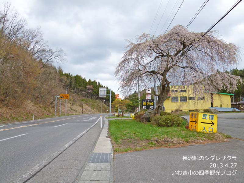 4月27日（土）　三和地区の桜の様子_f0105342_179988.jpg