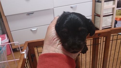 子犬便り_c0206243_1516957.jpg