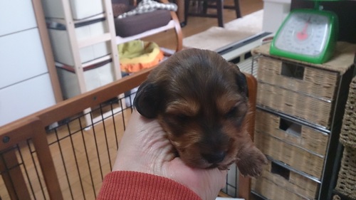 子犬便り_c0206243_15171377.jpg