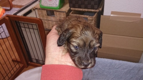 子犬便り_c0206243_15173494.jpg