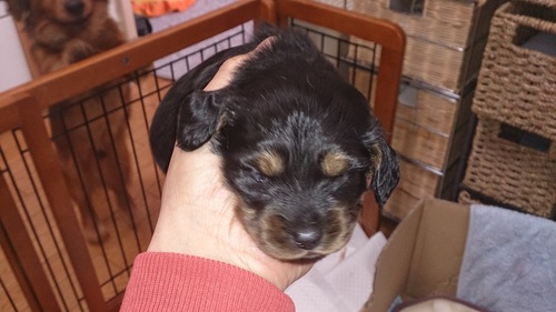 子犬便り_c0206243_15174520.jpg