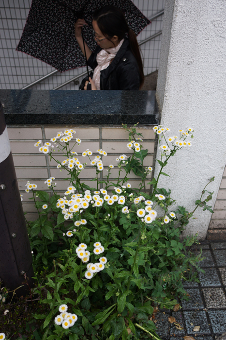 上野　雨の日と晴れの日と_c0035245_1251096.jpg