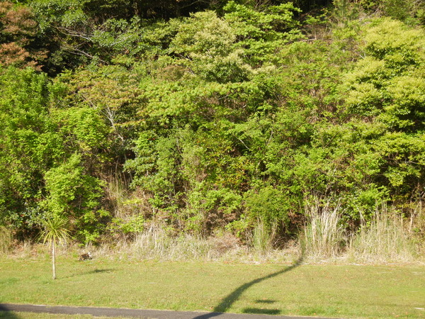 ’13,4,27(土)心ちゃん、モテ期到来?_f0060461_8525935.jpg