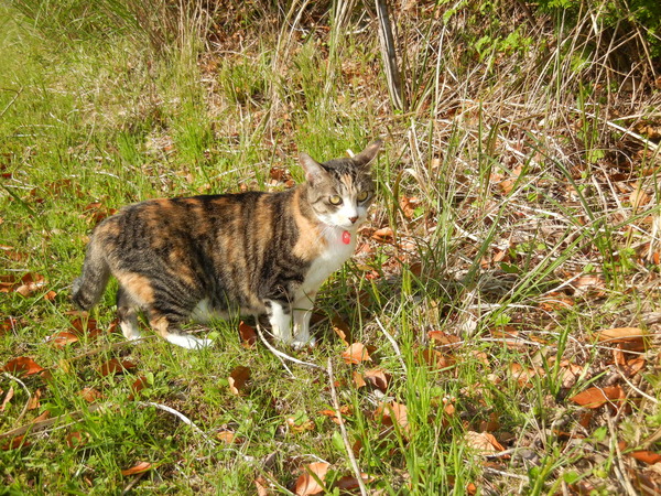 ’13,4,27(土)心ちゃん、モテ期到来?_f0060461_8544249.jpg