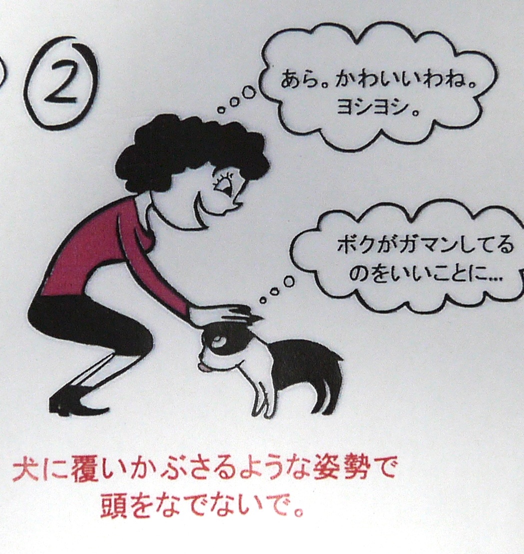 タマ先生よりレクチャー〜正しくない犬へのあいさつ〜_f0177261_10401124.jpg