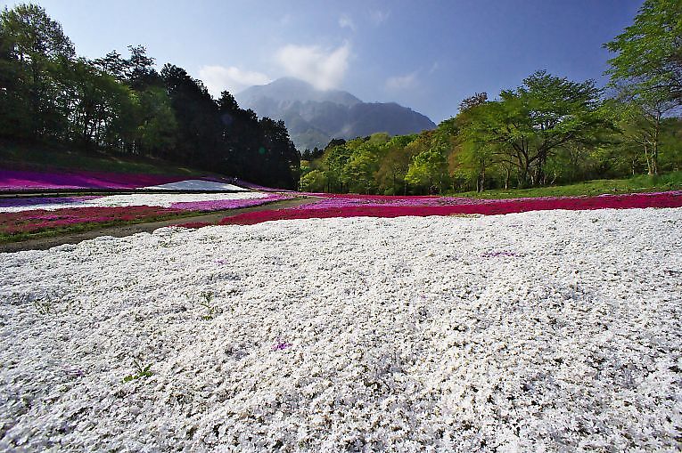 秩父　羊山公園（4月26日）_c0057265_34526.jpg