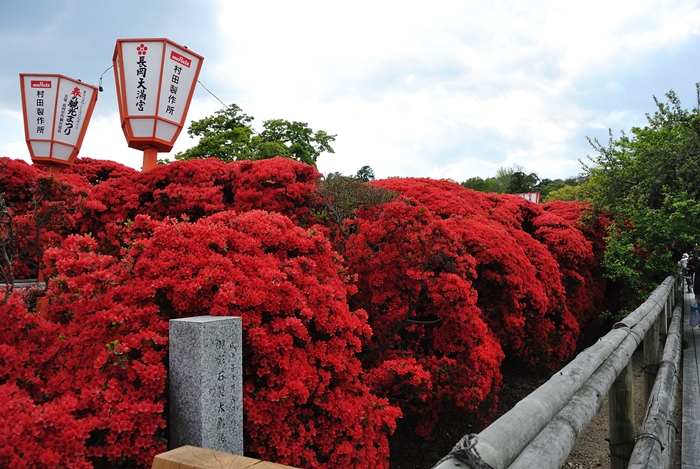 長岡天満宮～キリシマツツジ_a0277866_21235481.jpg