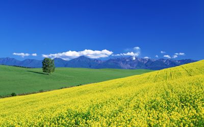 a0267370_116061.jpg