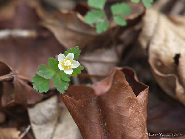 筑波山の花3）_b0078874_12571616.jpg