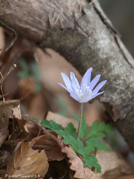 筑波山の花3）_b0078874_1258626.jpg