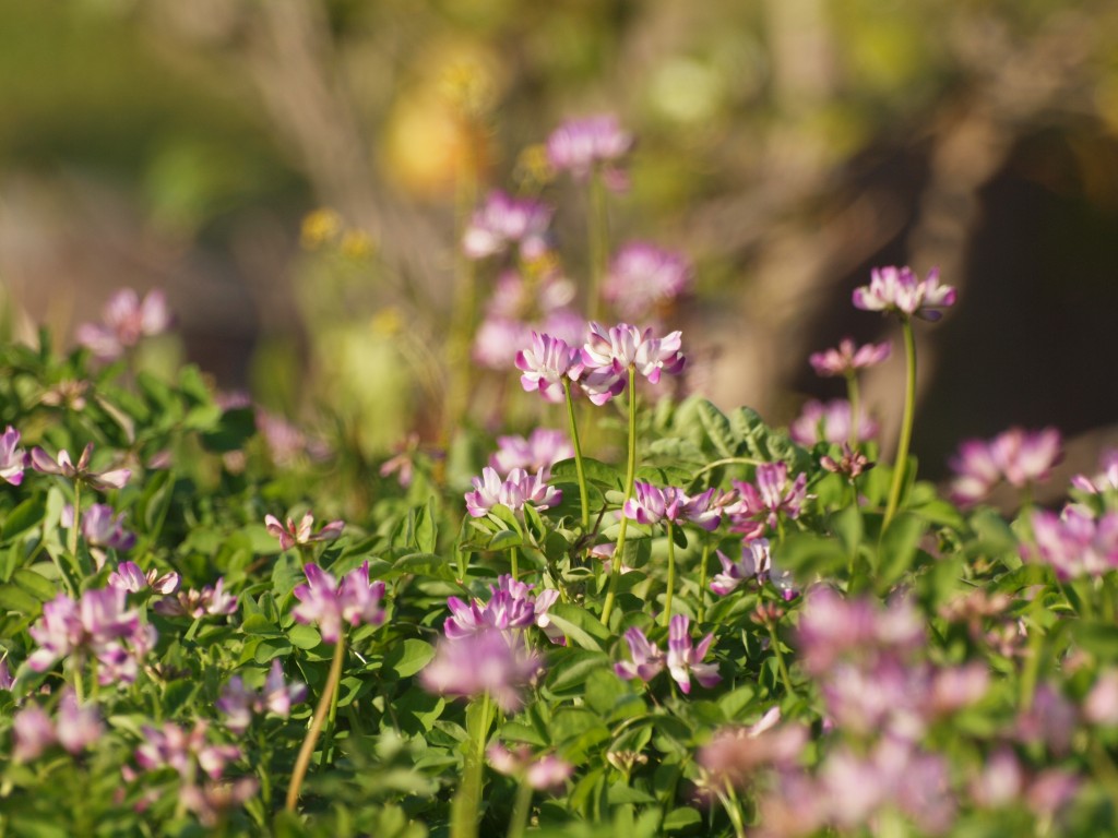 紫雲英 ゲンゲ の花 自然風の自然風だより