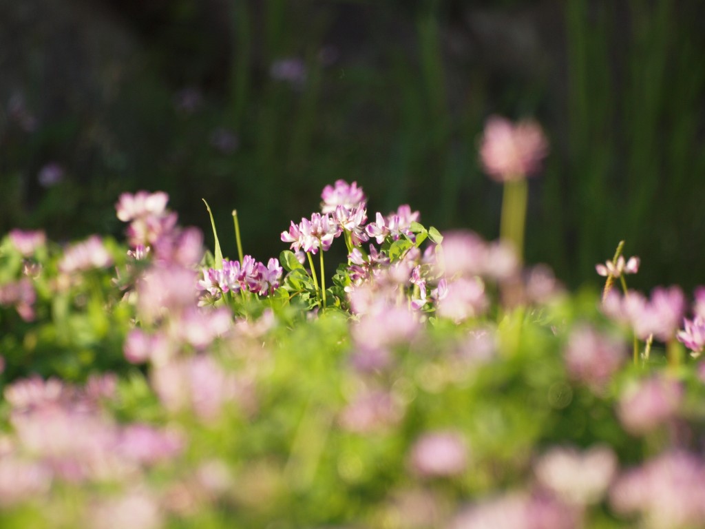 紫雲英 ゲンゲ の花 自然風の自然風だより