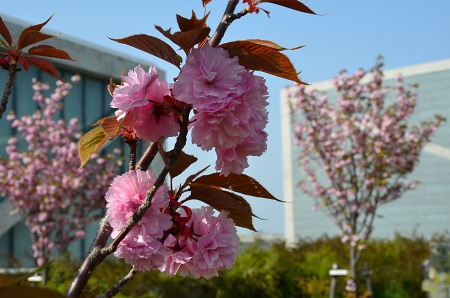 博物館周りの八重桜_c0229483_095193.jpg