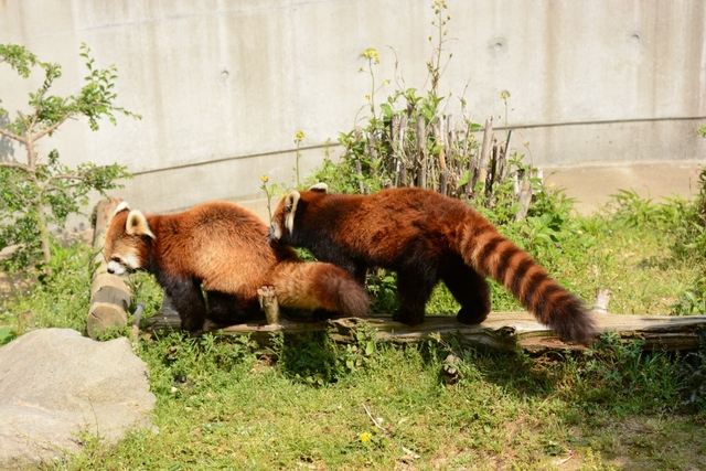 ２０１３年４月　とくしま動物園　その１_a0052986_2214159.jpg