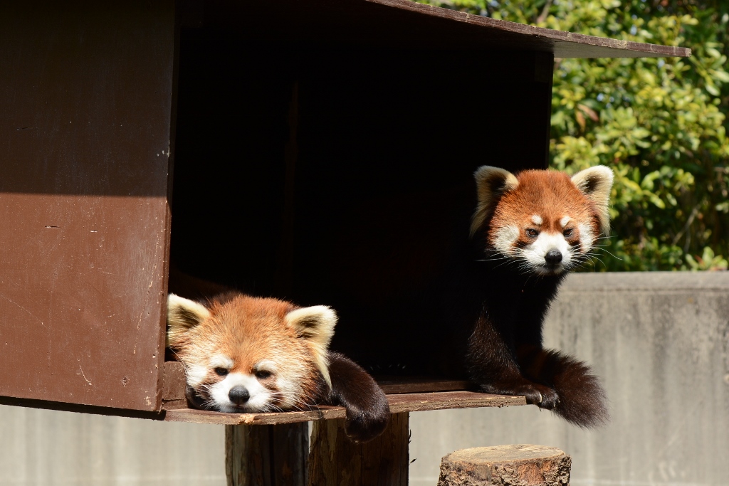 ２０１３年４月　とくしま動物園　その１_a0052986_22153852.jpg