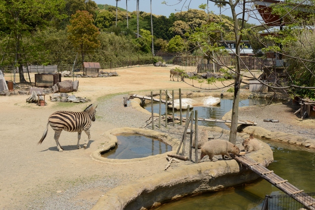 ２０１３年４月　とくしま動物園　その１_a0052986_23223596.jpg