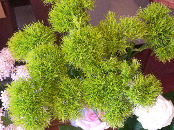 e0140986_11165546.jpg