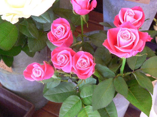 e0140986_1122119.jpg