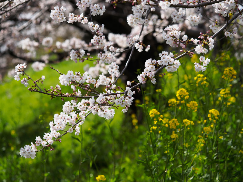 No.74　岐阜県　羽島市　境川堤　桜_b0120889_0272123.jpg