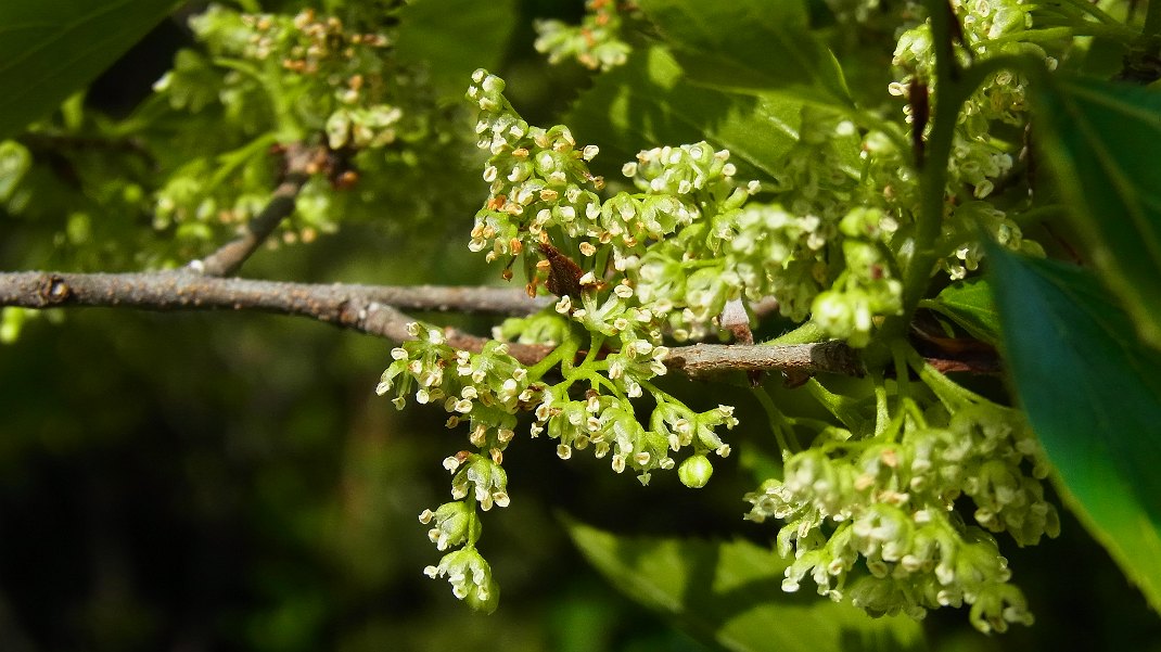 椋の木の花とサクランボ_a0152692_1822334.jpg