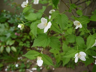 庭の花と修行の時間_a0233896_7372188.jpg