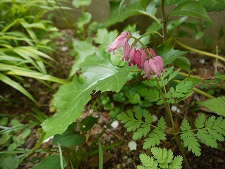 庭の花と修行の時間_a0233896_740329.jpg