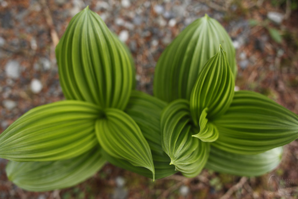 バイケイソウ [False Helleborine]_b0064396_19203692.jpg