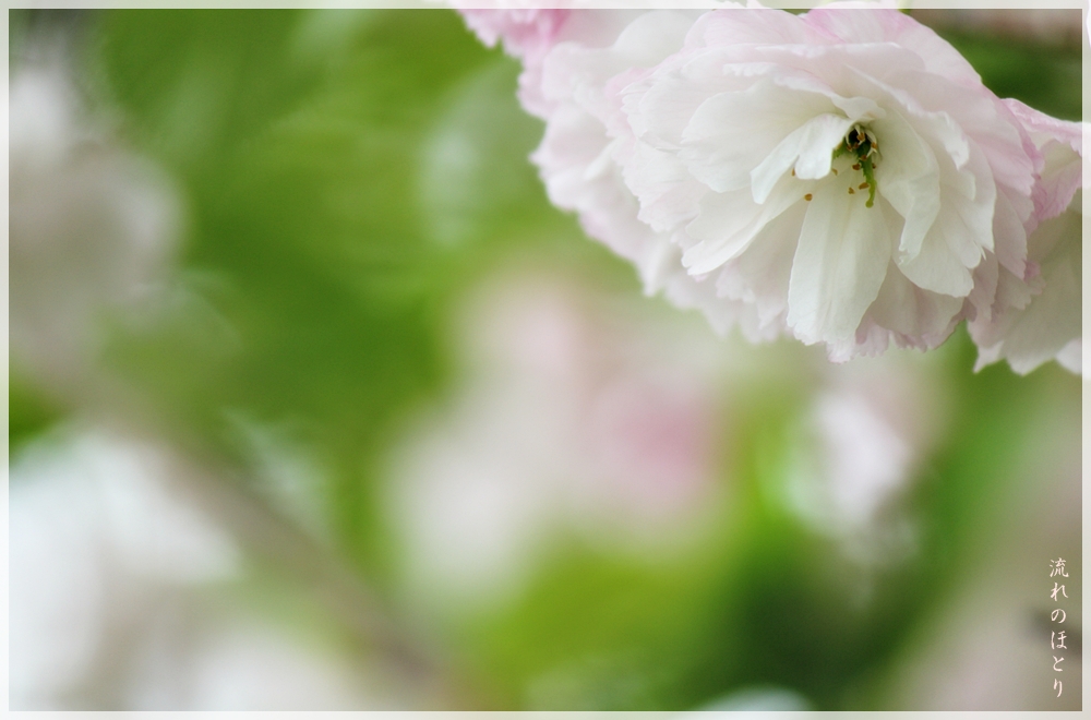 田舎の八重桜_b0166896_238411.jpg