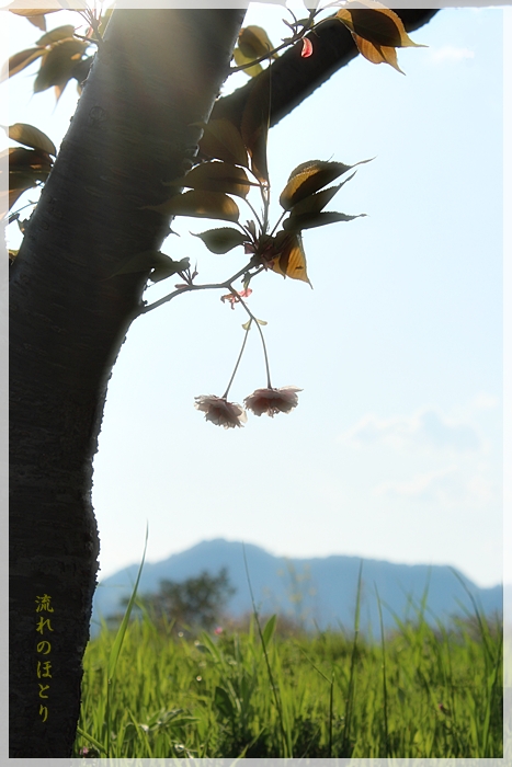 田舎の八重桜_b0166896_2391364.jpg