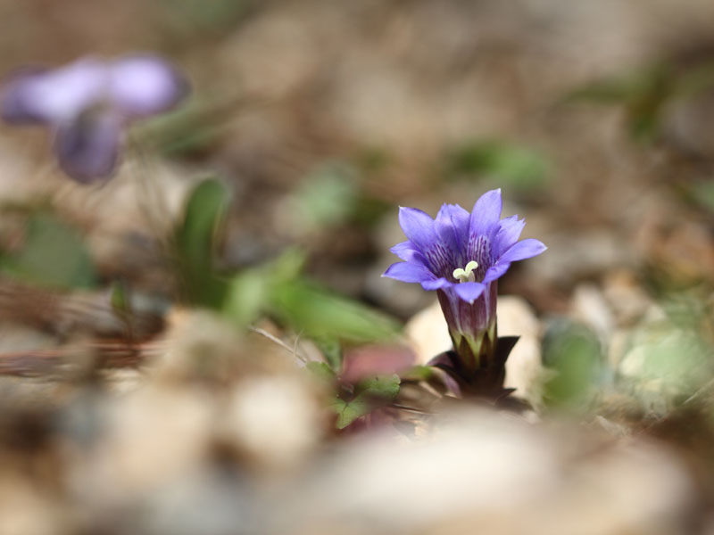 季節の花たち４－２_b0223198_2031676.jpg