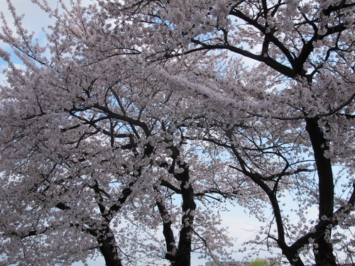 桜を愛でに、佐氏泉公園から最上川・松川河畔、そして義経ゆかりの常信庵へ（１５）_c0075701_23123263.jpg