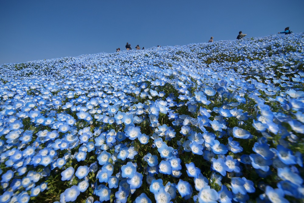 Nemophila Harmony 2013_f0109601_1855457.jpg