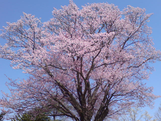 e0031502_14402197.jpg