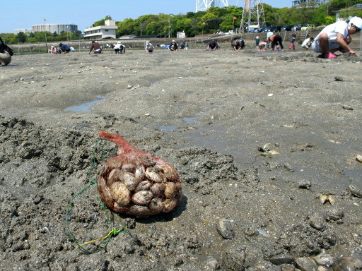 八屋海岸でアサリ掘り_c0036203_10462551.jpg