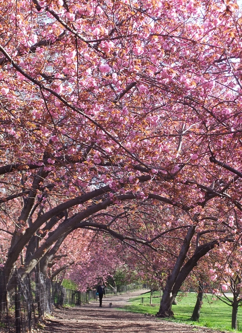 セントラルパークの桜の並木道_b0007805_20412891.jpg