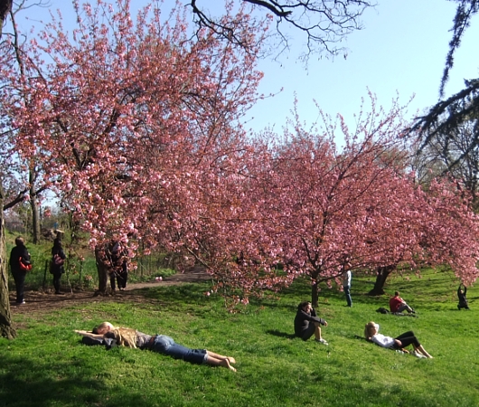 セントラルパークの桜の並木道_b0007805_20414485.jpg