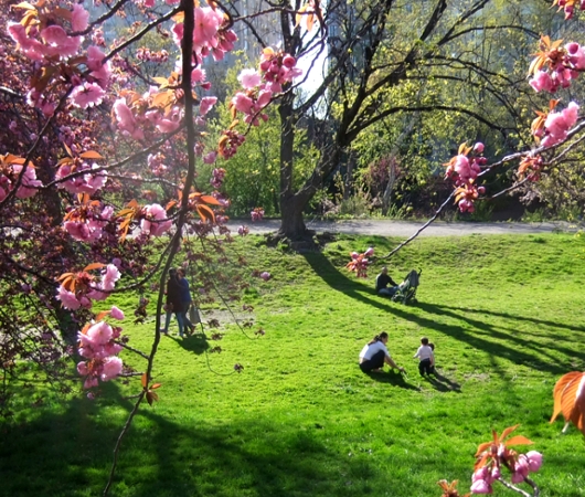 セントラルパークの桜の並木道_b0007805_2042822.jpg